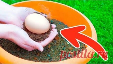 Закопайте Яйцо в Саду и Смотрите что вырастет .