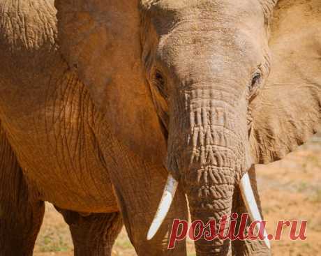 African elephant head at close &gt; Pattern Pictures