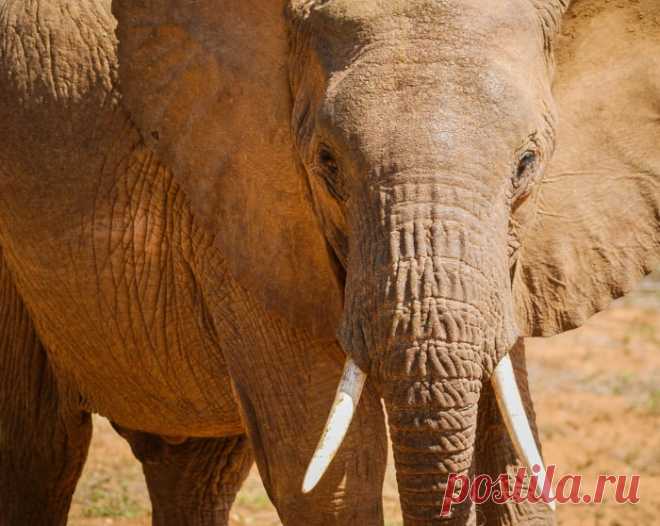 African elephant head at close > Pattern Pictures