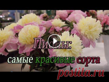 Пионы: самые красивые сорта О самых красивых сортах пионов рассказывает Александр Жуков - участник выставки "Цветочная палитра лета - 2019" г. Санкт-Петербург...