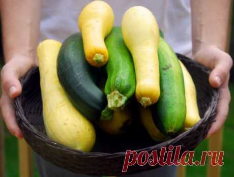 Чем кабачок отличается от цукини?
   Как отличить цукини от обычного кабачка? Что лучше съесть сразу, что пустить на заготовки, а что положить на хранение?