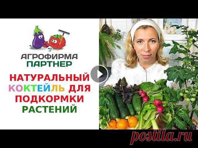 НАТУРАЛЬНЫЙ КОКТЕЙЛЬ ДЛЯ ПОДКОРМКИ РАСТЕНИЙ НАТУРАЛЬНЫЙ КОКТЕЙЛЬ ДЛЯ ПОДКОРМКИ РАСТЕНИЙСУСПЕНЗИЯ ХЛОРЕЛЛЫ Описание: Хлорелла является одной из самых древних клеток на Земле. Ее возраст насчитыва...