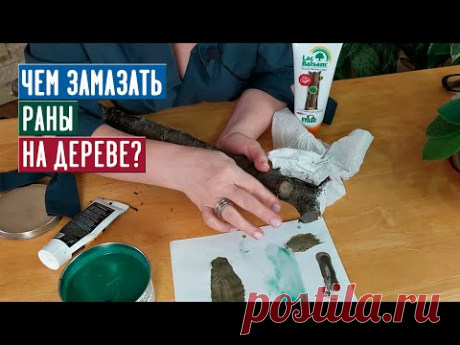СЕЗОН 2020: ЧЕМ ЗАМАЗАТЬ РАНЫ НА ДЕРЕВЕ ПОСЛЕ ОБРЕЗКИ? / Садовый гид