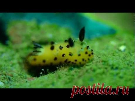 Очаровательные морские слизни, похожие на кроликов (6 фото)