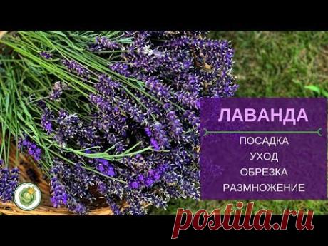 Все о лаванде - посадка, уход, обрезка, размножение, применение