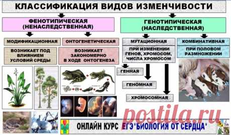 Всем привет! ПРОДОЛЖАЕМ ИЗУЧЕНИЕ ОБЩЕЙ БИОЛОГИИ И РАССМОТРИМ ТЕМУ ИЗМЕНЧИВОСТИ ОРГАНИЗМОВ
ПО ДАННОЙ ТЕМЕ НУЖНО:
Различать наследственную (генотипическую, индивидуальную, неопределенную) и ненаследственную (фенотипическую, определенную, групповую, модификационную) изменчивость
Знать причины этих видов изменчивости и биологическое значение
Уметь сопоставлять примеры проявления изменчивости с видами изменчивости.
Запомнить, что если речь идет о нормах реакции, вариационном ря...