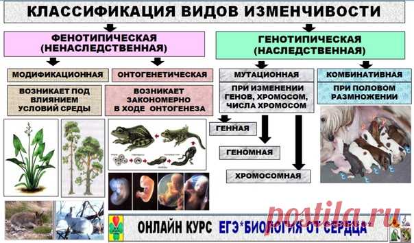 Всем привет! ПРОДОЛЖАЕМ ИЗУЧЕНИЕ ОБЩЕЙ БИОЛОГИИ И РАССМОТРИМ ТЕМУ ИЗМЕНЧИВОСТИ ОРГАНИЗМОВ
ПО ДАННОЙ ТЕМЕ НУЖНО:
Различать наследственную (генотипическую, индивидуальную, неопределенную) и ненаследственную (фенотипическую, определенную, групповую, модификационную) изменчивость
Знать причины этих видов изменчивости и биологическое значение
Уметь сопоставлять примеры проявления изменчивости с видами изменчивости.
Запомнить, что если речь идет о нормах реакции, вариационном ря...