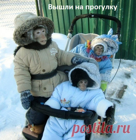 Вышли на прогулку...