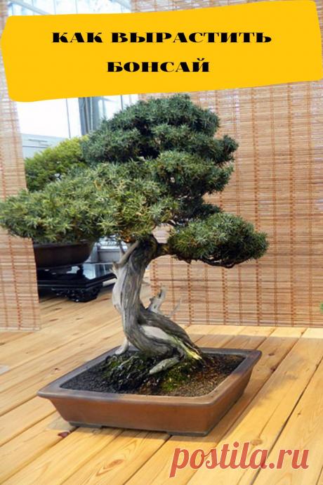 как вырастить бонсай