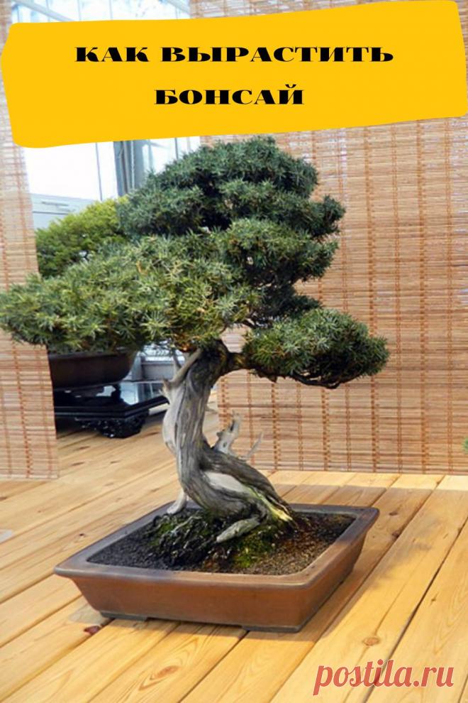как вырастить бонсай