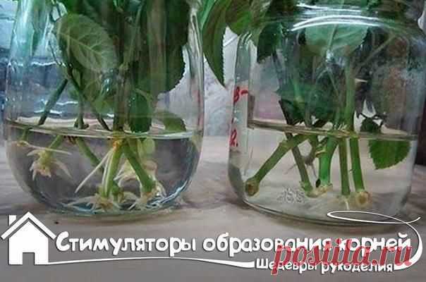 Стимулятор образования корней
