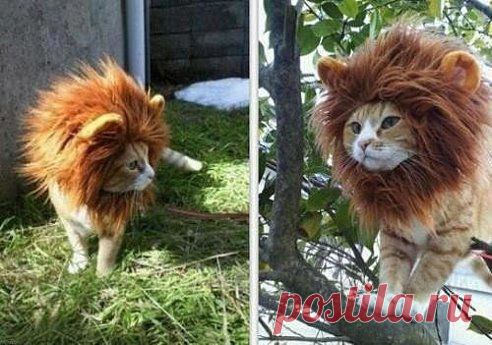 Купил коту шапку. Ни о чём не жалею)