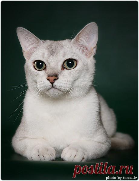 Эти необычные коты…