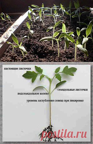 Выращивание рассады помидор в домашних условиях | Дача - впрок