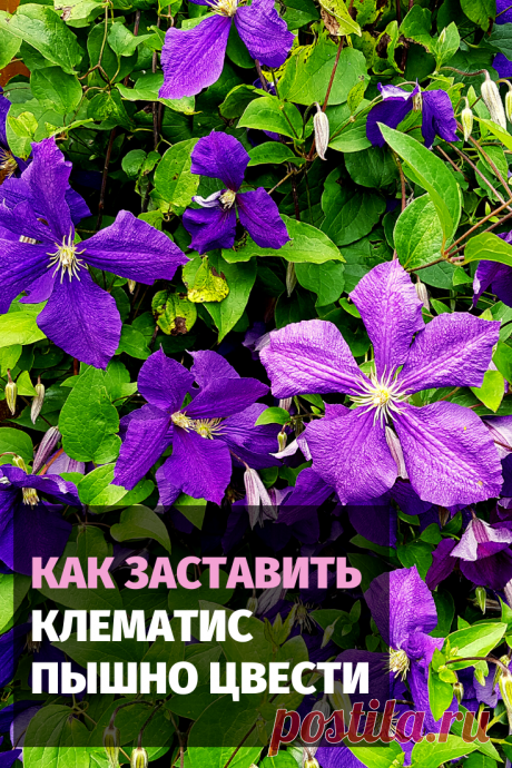 Для того, чтобы заставить клематис пышно цвести, нужно знать особенности растения. Для Вас несколько советов по уходу за этим чудесным цветком.
