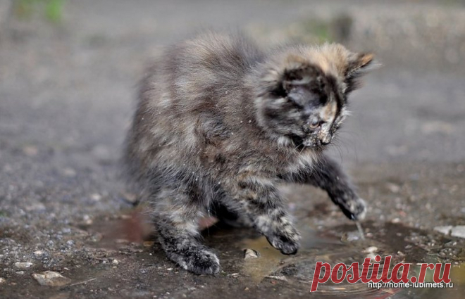 Котенок в луже. Стихи о кошках. | Домашний любимец