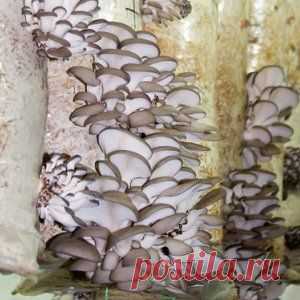 Выращиваем вешенки на субстрате