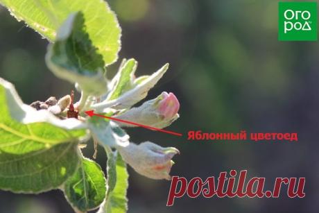Почему не плодоносит яблоня – все возможные причины и советы, что делать