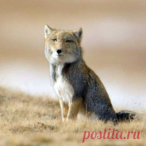 Мир продолжает удивлять — 7 уникальных животных, которых фотошопила сама природа 

Перед вами подборка животных, о которых далеко не каждый слышал, а тем более видел. 

Они как будто смешались из разных видов, причем в произвольном порядке! Это тот случай, после которого начинаешь…
