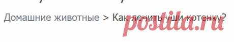 Как лечить уши котенку?