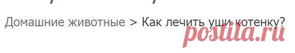 Как лечить уши котенку?