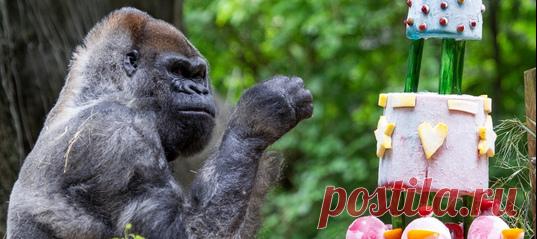 Знакомьтесь, это Оззи: мировой рекордсмен по возрасту среди западных равнинных горилл, который недавно отметил своё 60-летие! 🎉🦍