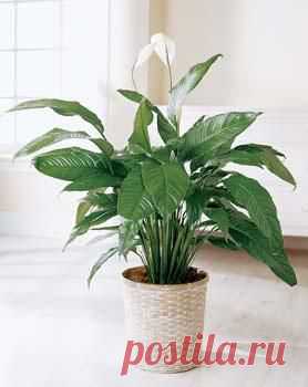 Спатифиллум – Spathiphyllum описание и уход на FloralWorld.ru