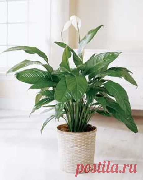 Спатифиллум – Spathiphyllum описание и уход на FloralWorld.ru