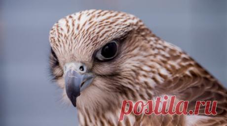 Учёные Ямала объяснили, почему кречеты гнездятся на железнодорожных мостах. Старший научный сотрудник Арктического научно-исследовательского стационара Александр Соколов рассказал, что в 2023 году учёные провели пилотный мониторинг гнездовой популяции кречета на Ямале. Читать далее