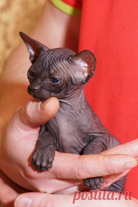 Канадский Сфинкс