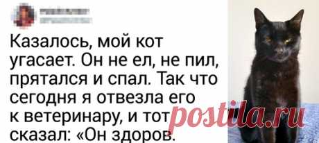 20+ человек, которые завели кота и теперь мечтают хотя бы о минуте покоя: