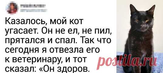 20+ человек, которые завели кота и теперь мечтают хотя бы о минуте покоя: