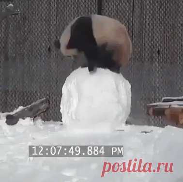 панда и снежный ком