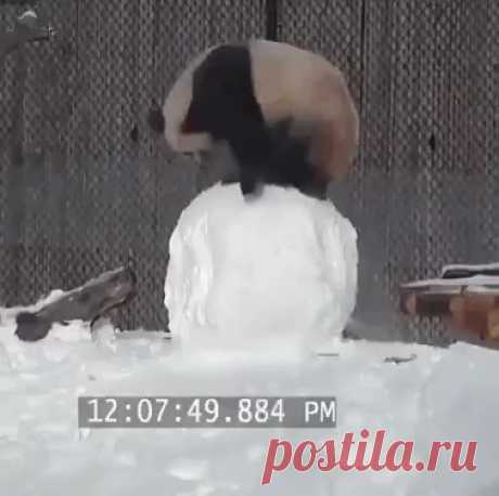 панда и снежный ком