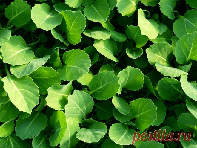 12 секретов выращивания рассады капусты / Огород / 7dach.ru