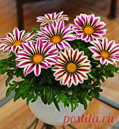 ЗАЦВЕЛА МОЯ ГАЗАНИЯ