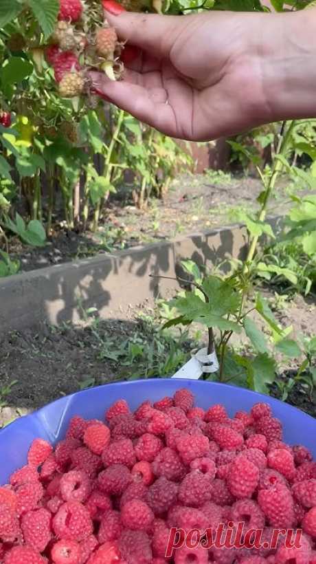 В нашей семье самая любимая ягодка - это малина😋Её, как говорится, много не бывает, поэтому каждый год что-то новенькое покупаю и подсаживаю🙌Перед посадкой...