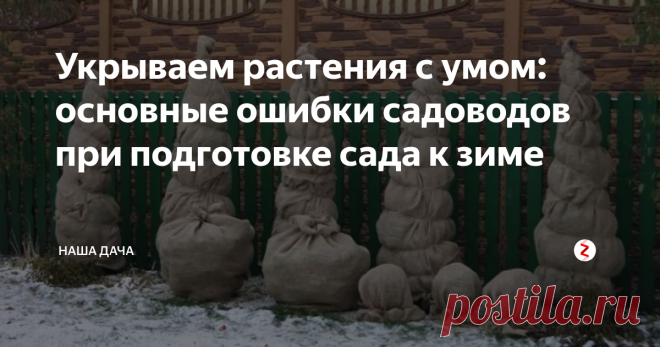 Укрываем растения с умом: основные ошибки садоводов при подготовке сада к зиме Самое худшее, что может произойти – это то, что корневая система кустов или цветов вымерзнет. А без корней, сами понимаете, ни один цветок не вырастет. И куст. И деревце. Так что читаем полезные советы от опытных садоводов и действуем точно по инструкции!