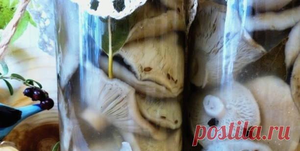 Грузди — 10 рецептов приготовления - Вкусные Идеи