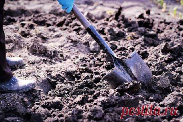 20 однолетников, которые проще посеять под зиму | Летники (Огород.ru)
