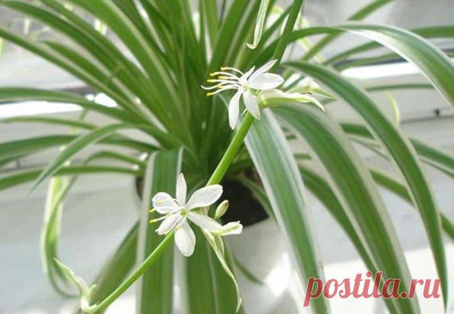 Хлорофитум: желтеют и сохнут кончики листьев, что делать в домашних условиях Описание и полезные свойства
Хлорофитум – вечнозеленое растение с удлиненными линейными листьями, собранными в прикорневые розетки. Разрастаясь, цветок образует пышный куст, который отлично смотрится ...