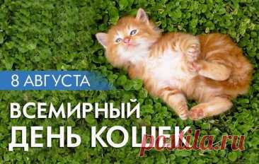 Кошки — милые создания,
Воплощенье доброты.
Настроенье поднимают
Даже лучше, чем цветы.dniki/den-koshek/stih.htm