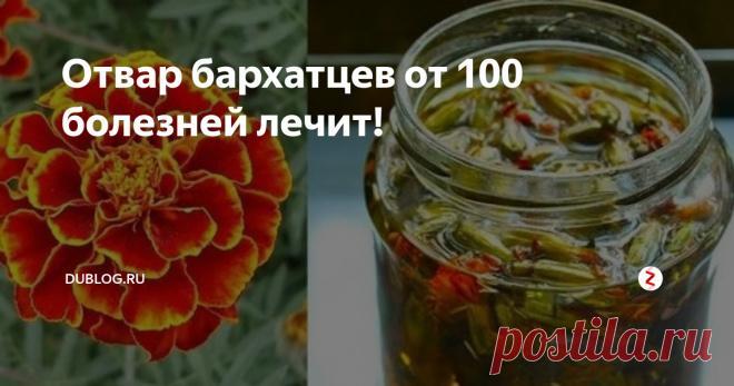 Отвар бархатцев от 100 болезней лечит! Многие спрашивают, зачем столько бархатцев сушите? Да ведь чернобрывцы — сильное лекарство, сушу, чтобы на весь год хватило!
Мало кто знает о лечебных свойствах чернобрывцев, или бархатцев. А ведь это растение обладает большой целебной силой.
Например,  в народной медицине водный настой цветков чернобрывцев в древности  применяли как мочегонное, потогонное и противоглистное средство.
