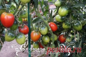 Томат Балет Мелани (гном), семена | ОГОРОД.сайт