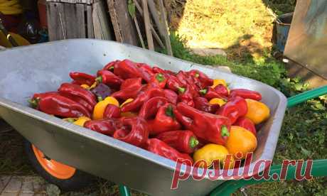 Когда надо сеять перец на рассаду, чтобы не «проморгать» урожай? | Урожайная грядка ❀ | Яндекс Дзен