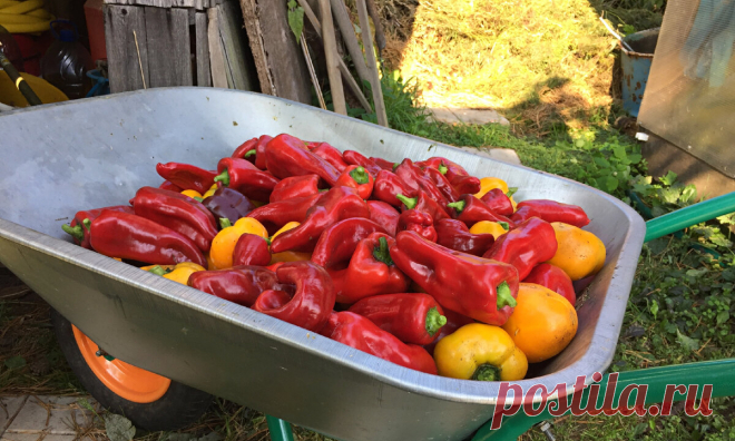 Когда надо сеять перец на рассаду, чтобы не «проморгать» урожай? | Урожайная грядка ❀ | Яндекс Дзен