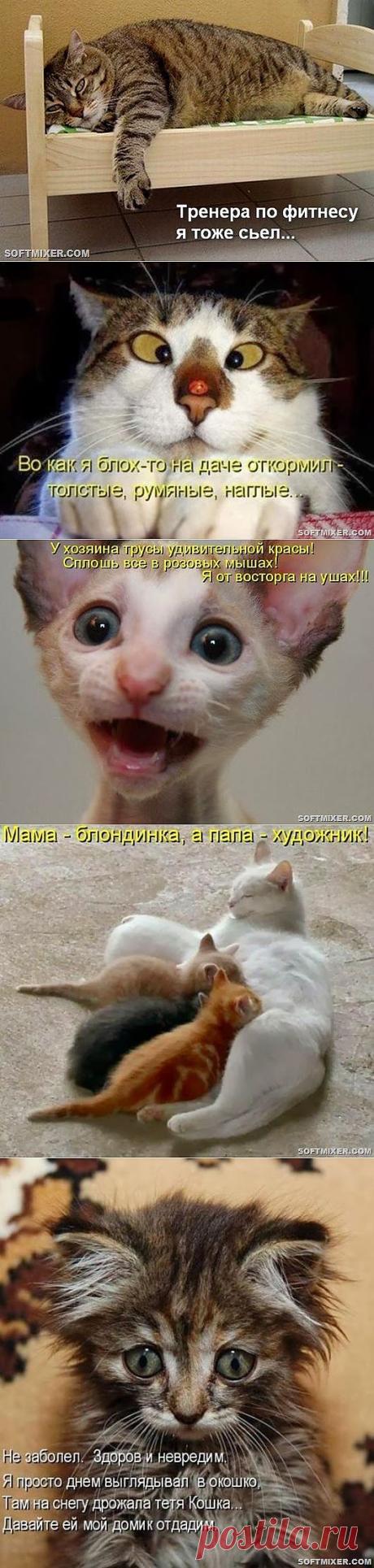 Котодром (13.11.13) | SOFTMIXER