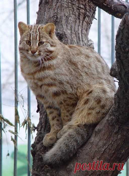 Amur Forest Cat Pics In Their Chonky Majestic Glory - I Can Has Cheezburger?