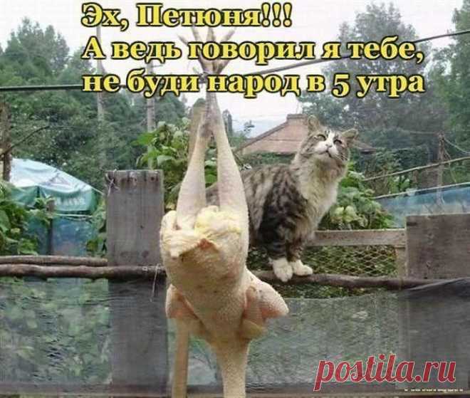 юмор в картинках с надписями до слез про жизнь: 8 тыс изображений найдено в Яндекс.Картинках