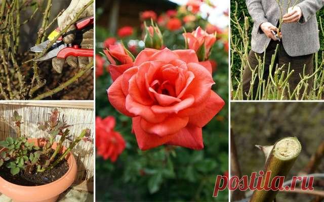 Для пышного и яркого цветения: как правильно обрезать розы весной